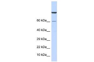 Western Blotting (WB) image for anti-Zinc Finger Protein 251 (ZNF251) antibody (ABIN2458285) (ZNF251 anticorps)