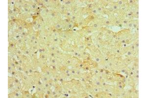 Immunohistochemistry of paraffin-embedded human liver tissue using ABIN7155385 at dilution of 1:100 (H2AFZ anticorps  (AA 1-128))