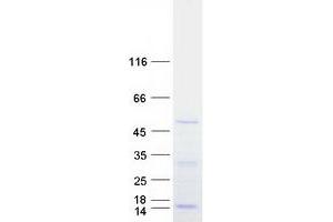 DEAD (Asp-Glu-Ala-Asp) Box Polypeptide 39A (DDX39) protein (Myc-DYKDDDDK Tag)