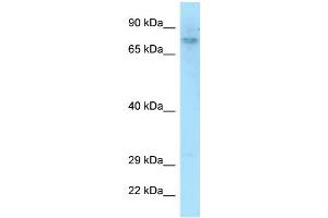 WB Suggested Anti-DEF6 Antibody Titration: 1. (DEF6 anticorps  (C-Term))