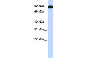 WB Suggested Anti-CTAGE5 Antibody Titration:  0.