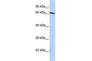 Image no. 1 for anti-Olfactomedin-Like 2A (OLFML2A) (AA 72-121) antibody (ABIN6741245) (OLFML2A anticorps  (AA 72-121))