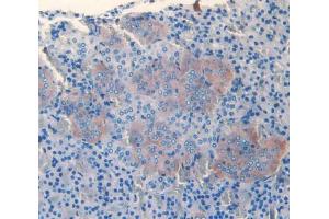 IHC-P analysis of adrenal gland tissue, with DAB staining. (SLIT3 anticorps  (AA 62-119))