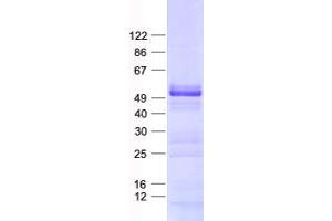 Validation with Western Blot (NOSTRIN Protein (His tag))