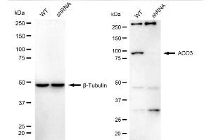 Western blotting analysis using AGO3 antibody (ABIN7798517).