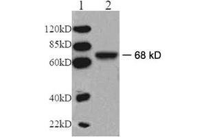 Western blot analysis: Lane 1: EasyWestern Protein Standard   Lane 2: Mouse kidney tissue lysate Primary antibody: 1 µg/mL Rabbit Anti-V-ATPase Subunit A Polyclonal Antibody (ABIN398606) Secondary antibody: Goat Anti-Rabbit IgG (H&L) [HRP] Polyclonal Antibody (ABIN398323, 1: 6,000) (ATP6V1A anticorps)