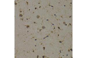 Immunohistochemistry of paraffin-embedded mouse brain using EEF1D antibody (ABIN5971342) at dilution of 1/200 (40x lens). (EEF1D anticorps)