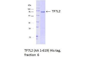 Size-exclusion chromatography-High Pressure Liquid Chromatography (SEC-HPLC) image for Transcription Factor 7-Like 2 (T-Cell Specific, HMG-Box) (TCF7L2) (AA 1-619) protein (Strep Tag) (ABIN3118393)