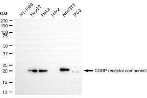 anti-CGRP Receptor Component (CRCP) antibody