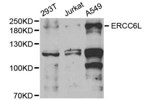 Western blot analysis of extracts of various cell lines, using ERCC6L antibody (ABIN5973617) at 1/1000 dilution. (ERCC6L anticorps)