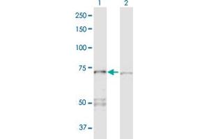Western Blot analysis of PPP2R1A expression in transfected 293T cell line by PPP2R1A MaxPab polyclonal antibody. (PPP2R1A anticorps  (AA 1-589))
