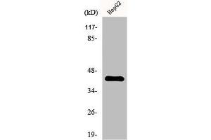 Western Blot analysis of HepG2 cells using EP3 Polyclonal Antibody (PTGER3 anticorps  (N-Term))