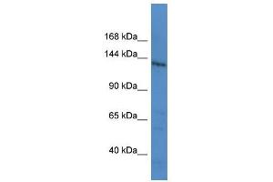 LTBP1 antibody (70R-10026) used at 0. (LTBP1 anticorps  (C-Term))