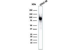 Western Blot Analysis of COLO-38 cell lysate using gp100 Mouse Monoclonal Antibody (PMEL/2037). (Melanoma gp100 anticorps  (AA 376-502))