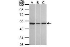 Image no. 1 for anti-KISS1 Receptor (KISS1R) (AA 309-372) antibody (ABIN467402) (KISS1R anticorps  (AA 309-372))