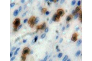 IHC-P analysis of spleen tissue, with DAB staining. (Caspase 1 anticorps  (AA 120-297))