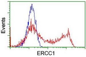Image no. 3 for anti-Excision Repair Cross Complementing Polypeptide-1 (ERCC1) antibody (ABIN1498065) (ERCC1 anticorps)