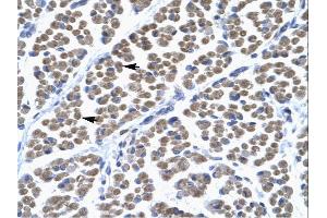 Rabbit Anti-TBX5 Antibody  Paraffin Embedded Tissue: Human Muscle Cellular Data: Skeletal muscle cells Antibody Concentration: 4. (T-Box 5 anticorps  (Middle Region))