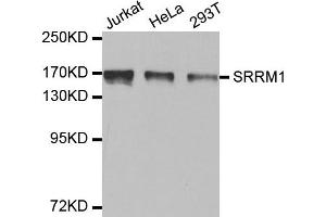 Western Blotting (WB) image for anti-Serine/arginine Repetitive Matrix 1 (SRRM1) antibody (ABIN1877093) (SRRM1 anticorps)