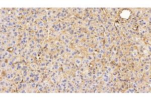 Detection of EGFR in Human Adrenal gland Tissue using Monoclonal Antibody to Epidermal Growth Factor Receptor (EGFR) (EGFR anticorps  (AA 888-1210))