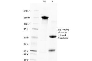 SDS-PAGE Analysis of Purified, BSA-Free, Unlabeled Human Nuclear Antigen Antibody (clone 235-1). (Nuclear Marker anticorps  (PE))