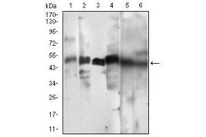 Western blot analysis using CCNA2 mouse mAb against Hela (1), HEK293 (2), Jurkat (3), K562 (4), SK-Br-3 (5), NIH/3T3 (6) cell lysate.