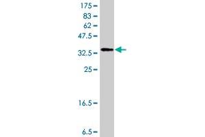 Western Blot detection against Immunogen (37.