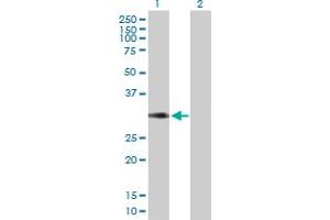 Western Blot analysis of CD27 expression in transfected 293T cell line by CD27 MaxPab polyclonal antibody. (CD27 anticorps  (AA 1-260))