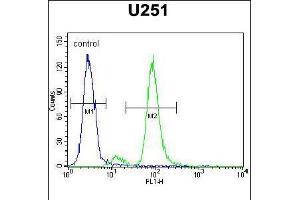 Flow cytometric analysis of U251 cells (right histogram) compared to a negative control cell (left histogram). (ZIK1 anticorps  (AA 186-215))
