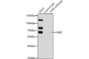 Immunoprecipitation analysis of 200 μg extracts of HeLa cells using 1 μg YARS antibody (ABIN6128883, ABIN6150324, ABIN6150325 and ABIN6222537). (YARS anticorps  (AA 1-300))