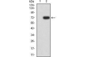 Western blot analysis using KRT20 mAb against HEK293 (1) and KRT20 (AA: 1-150)-hIgGFc transfected HEK293 (2) cell lysate. (KRT20 anticorps  (AA 1-150))