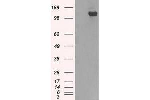 Image no. 7 for anti-Budding Uninhibited By Benzimidazoles 1 Homolog beta (Yeast) (BUB1B) antibody (ABIN1497000) (BUB1B anticorps)