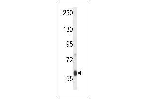 EFCB7 Antibody (C-term) (ABIN658018 and ABIN2846956) western blot analysis in mouse Neuro-2a cell line lysates (35 μg/lane). (EFCAB7 anticorps  (C-Term))