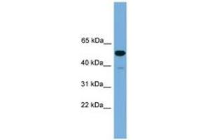 Image no. 1 for anti-One Cut Homeobox 3 (ONECUT3) (C-Term) antibody (ABIN6744625) (ONECUT3 anticorps  (C-Term))