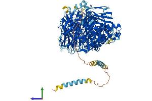 AlphaFold protein structure predicition of Human Recombinant MAN2A1 Protein, UniprotID Q16706