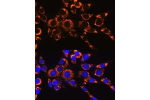Immunofluorescence analysis of NIH-3T3 cells using IDH2 Rabbit mAb (ABIN7268028) at dilution of 1:100 (40x lens). (IDH2 anticorps)