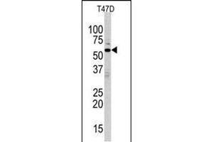 Western blot analysis of anti-ERK8 Antibody (N-term) (ABIN391796 and ABIN2841651) in T47D cell line lysates (35 μg/lane). (MAPK15 anticorps  (N-Term))