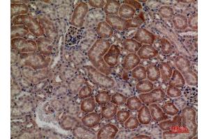 Immunohistochemistry (IHC) analysis of paraffin-embedded Mouse Kidney, antibody was diluted at 1:100.