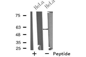 Western blot analysis of extracts from HeLa cells, using GPROPDR antibody. (GPROPDR anticorps)