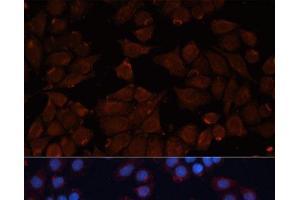 Immunofluorescence analysis of HeLa cells using ADAM12 Polyclonal Antibody at dilution of 1:100.