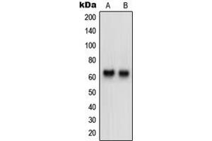 Western blot analysis of Neurotrimin expression in HeLa (A), HepG2 (B) whole cell lysates.