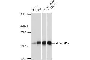 Western blot analysis of extracts of various cell lines, using G Rabbit mAb (ABIN7267326) at 1:1000 dilution. (GABARAPL2 anticorps)