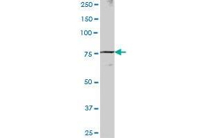 ZBED1 MaxPab polyclonal antibody.