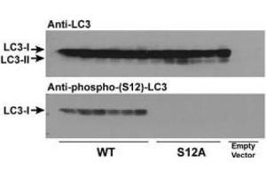 Immunoblots of phosphorylated LC3 (phospho-LC3) in CHO cell culture. (MAP1LC3A anticorps  (N-Term, pSer12))