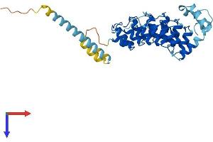 AlphaFold protein structure predicition of Human Recombinant ASB5 Protein, UniprotID Q8WWX0