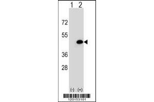 Western blot analysis of EIF3H using rabbit polyclonal EIF3H Antibody using 293 cell lysates (2 ug/lane) either nontransfected (Lane 1) or transiently transfected (Lane 2) with the EIF3H gene. (EIF3H anticorps  (N-Term))