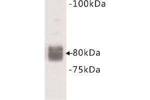 Western Blotting (WB) image for anti-CD44 (CD44) (Extracellular) antibody (ABIN1854861) (CD44 anticorps  (Extracellular))