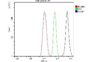 Flow Cytometry analysis of THP-1 cells using anti-FOXK1 antibody (ABIN7600295). (Foxk1 anticorps  (AA 175-671))