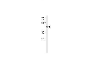 BHLH3 Antibody (N-term) (ABIN651934 and ABIN2840462) western blot analysis in RD cell line lysates (35 μg/lane). (BHLH3 anticorps  (N-Term))