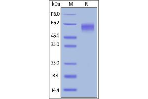 Biotinylated Human CD155, His,Avitag on  under reducing (R) condition.